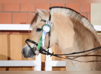 Koń fiordzki, Ogier, 11 lat, 145 cm, Bułana