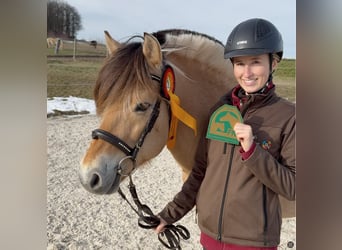 Koń fiordzki, Ogier, 12 lat, 148 cm, Bułana