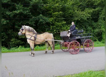 Koń fiordzki, Ogier, 13 lat, 150 cm