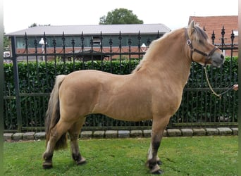 Koń fiordzki, Ogier, 13 lat, 150 cm