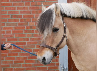 Koń fiordzki, Ogier, 14 lat, 150 cm