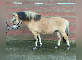 Koń fiordzki, Ogier, 19 lat, 148 cm, Jelenia