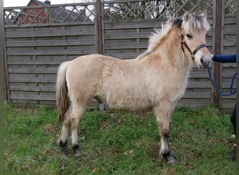Koń fiordzki, Ogier, 1 Rok, 117 cm