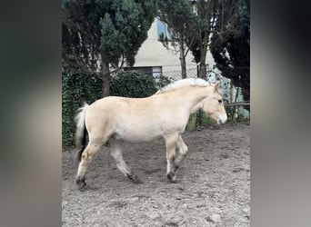 Koń fiordzki, Ogier, 1 Rok, 131 cm, Bułana