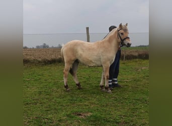 Koń fiordzki, Ogier, 1 Rok, 136 cm, Bułana