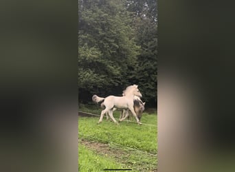 Koń fiordzki, Ogier, 1 Rok, Bułana