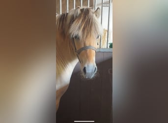 Koń fiordzki, Ogier, 2 lat, 135 cm, Bułana