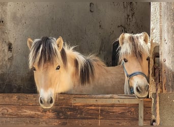 Koń fiordzki, Ogier, 2 lat, Bułana