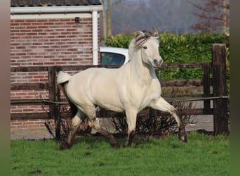 Koń fiordzki, Ogier, 3 lat, 143 cm, Biała