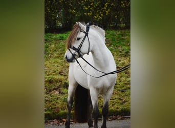 Koń fiordzki, Ogier, 3 lat, 148 cm, Bułana