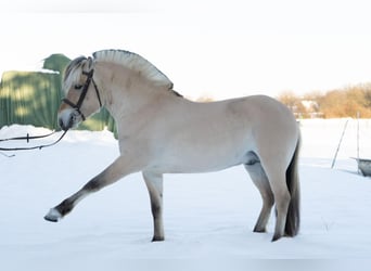 Koń fiordzki, Ogier, 6 lat, 145 cm, Bułana