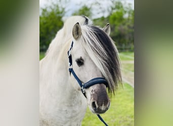 Koń fiordzki, Ogier, 7 lat, 146 cm, Bułana