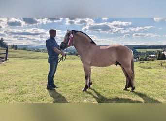 Koń fiordzki, Ogier, 9 lat, 148 cm, Bułana