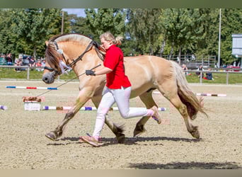 Koń fiordzki, Ogier, 22 lat, 144 cm, Bułana
