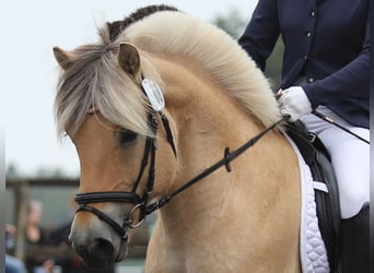 Koń fiordzki, Ogier, 8 lat, 145 cm, Bułana