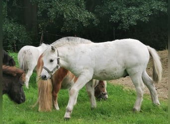 Koń fiordzki, Ogier, Źrebak (05/2025), 150 cm, Bułana