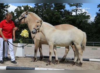 Koń fiordzki, Ogier, Źrebak (05/2024), Bułana