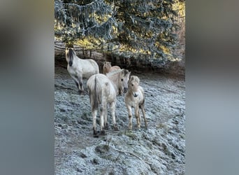 Koń fiordzki, Ogier, , Bułana