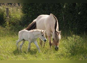 Koń fiordzki, Ogier, Źrebak (06/2024), Bułana