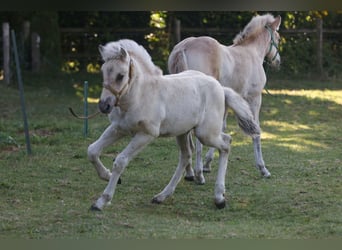 Koń fiordzki, Ogier, Źrebak (06/2024), Grullo