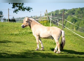 Koń fiordzki, Wałach, 10 lat, 147 cm, Bułana