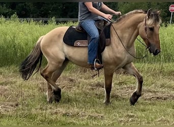 Koń fiordzki Mix, Wałach, 10 lat, 152 cm, Bułana