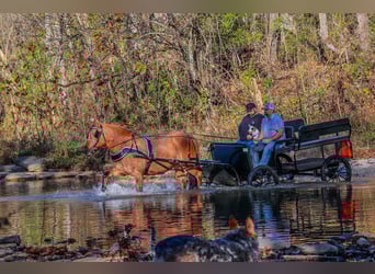 Koń fiordzki, Wałach, 16 lat, 150 cm