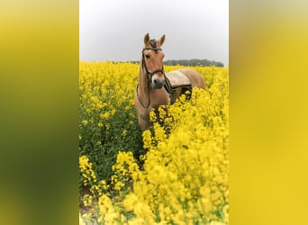 Koń fiordzki, Wałach, 21 lat, 150 cm, Jasnogniada