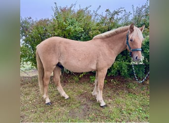 Koń fiordzki, Wałach, 2 lat, 130 cm, Kasztanowata