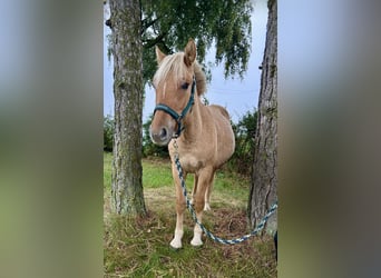 Koń fiordzki, Wałach, 2 lat, 130 cm, Kasztanowata