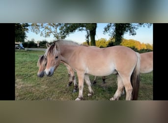 Koń fiordzki, Wałach, 2 lat, 149 cm, Bułana