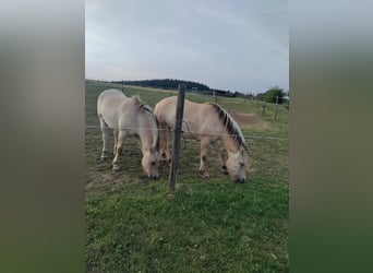 Koń fiordzki, Wałach, 2 lat, Bułana