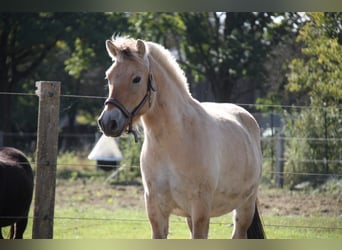 Koń fiordzki, Wałach, 3 lat, 141 cm, Bułana