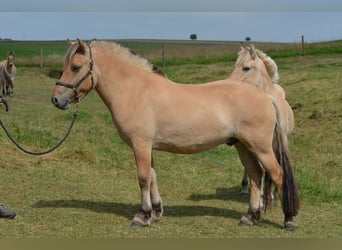Koń fiordzki, Wałach, 3 lat, 142 cm, Bułana