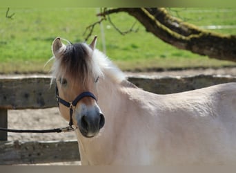 Koń fiordzki, Wałach, 3 lat, 142 cm, Bułana