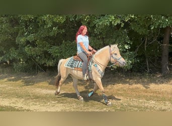 Koń fiordzki, Wałach, 3 lat, 142 cm, Bułana