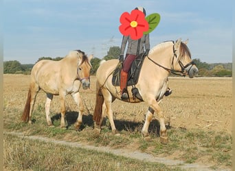 Koń fiordzki, Wałach, 3 lat, 144 cm, Bułana