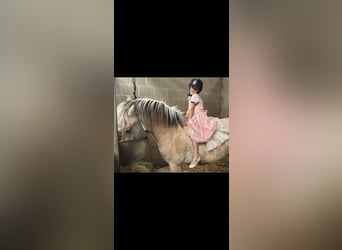 Koń fiordzki, Wałach, 3 lat, 145 cm, Bułana