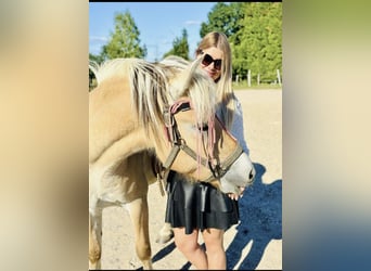 Koń fiordzki, Wałach, 3 lat, 145 cm, Bułana