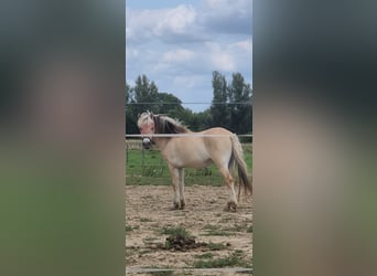 Koń fiordzki, Wałach, 3 lat, 145 cm, Bułana
