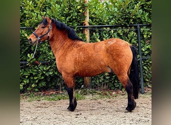 Koń fiordzki, Wałach, 3 lat, 146 cm, Jasnogniada