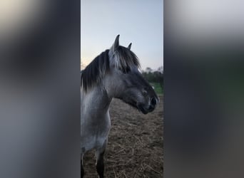 Koń fiordzki, Wałach, 3 lat, 147 cm, Bułana