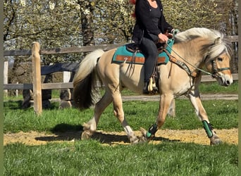 Koń fiordzki, Wałach, 3 lat, 148 cm, Bułana