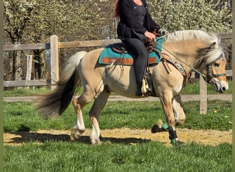 Koń fiordzki, Wałach, 3 lat, 148 cm, Bułana