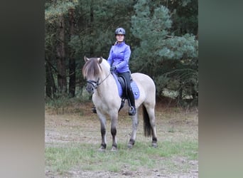 Koń fiordzki, Wałach, 3 lat, 149 cm