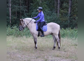 Koń fiordzki, Wałach, 3 lat, 149 cm