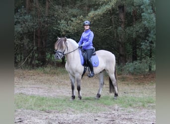 Koń fiordzki, Wałach, 3 lat, 149 cm