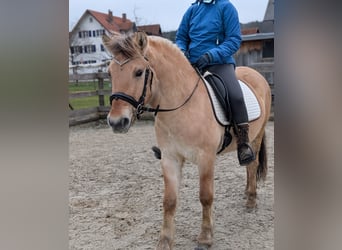 Koń fiordzki, Wałach, 4 lat, 141 cm, Bułana