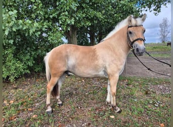 Koń fiordzki, Wałach, 4 lat, 145 cm, Jasnogniada