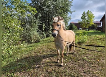 Koń fiordzki, Wałach, 4 lat, 145 cm, Jasnogniada